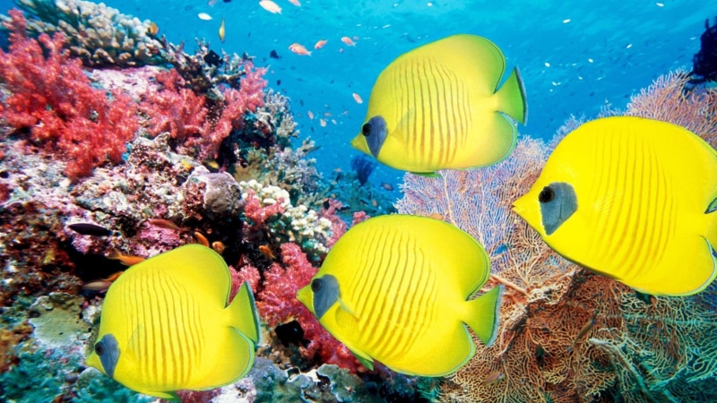 ocean, eyes, fishes, life, best, 1080P, tropical, water, sea, coral, reef, color, underwater, animals, yellow, bright