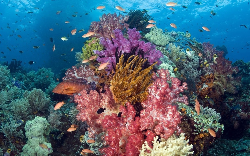 pictures, tropical, sunlight, background, reef, color, ocean, nature, underwater, 1080P, coral, fishes, sea, animals