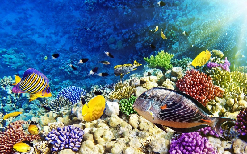 desktop, sea, hd, 1080P, coral, red, maldives, reef, world, underwater, malaysia
