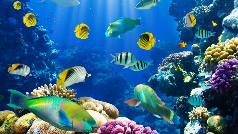 animals, reef, hd, nature, coral, 1080P, FISH, exotic, art