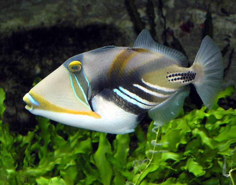 underwater, FISH, 720P, hd, animals, art, ocean
