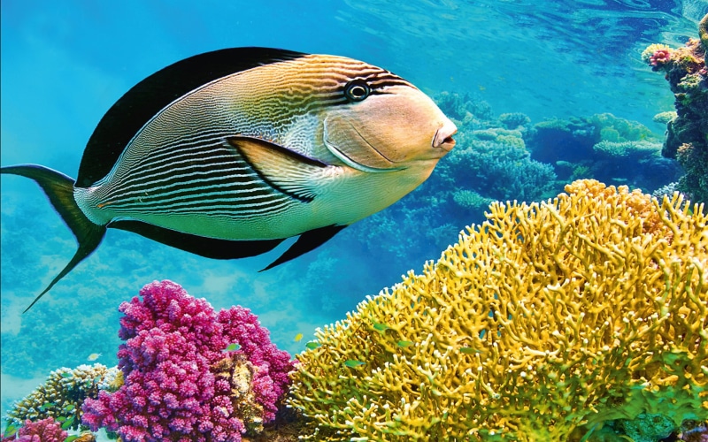 thailand, 1080P, coral, underwater, fish, hd, sea, andaman