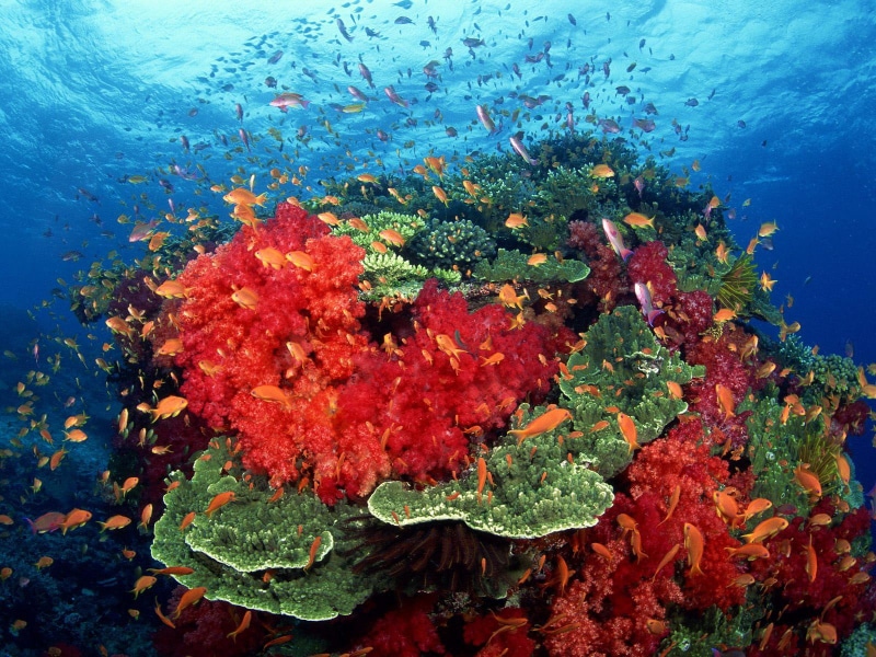 underwater, coral, ocean, pictures, reef, red, tropical, fish, animals, school, beside, fishes, 720P, color, sea, green, corals, sunlight