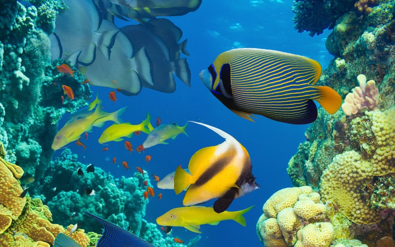 coral, ocean, life, colorful, marine, backgrounds, tropical, fish, desktop, 4K