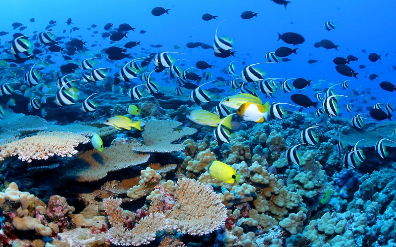 world, coral, fish, reefs, hd, habitat, 1080P, indonesia, underwater, tropical