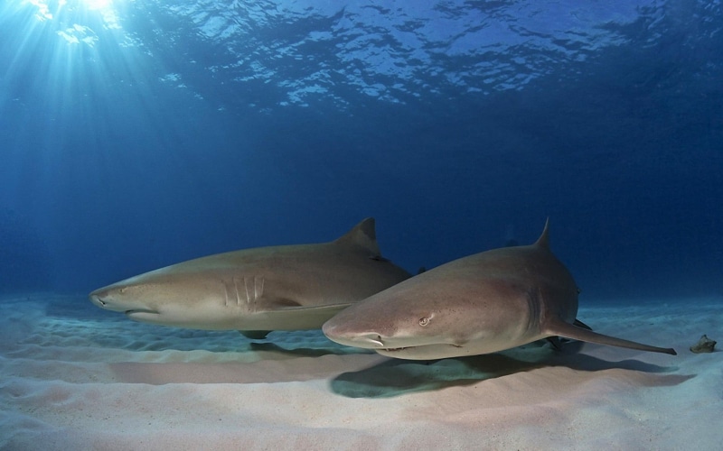 sea, 1080P, magazine, sand, ocean, sharks, fishes, animals, underwater, sunlight, predator