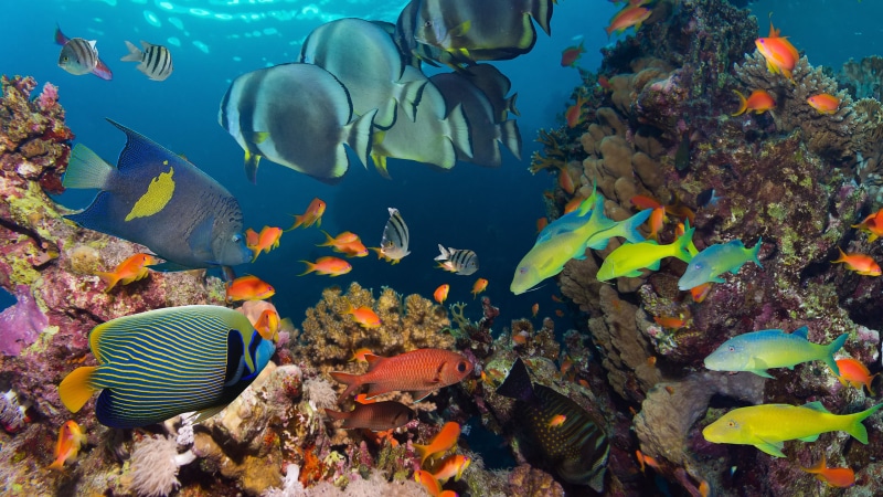 underwater, tropical, coral, 4K, ocean, fish, reef, hd, colorful