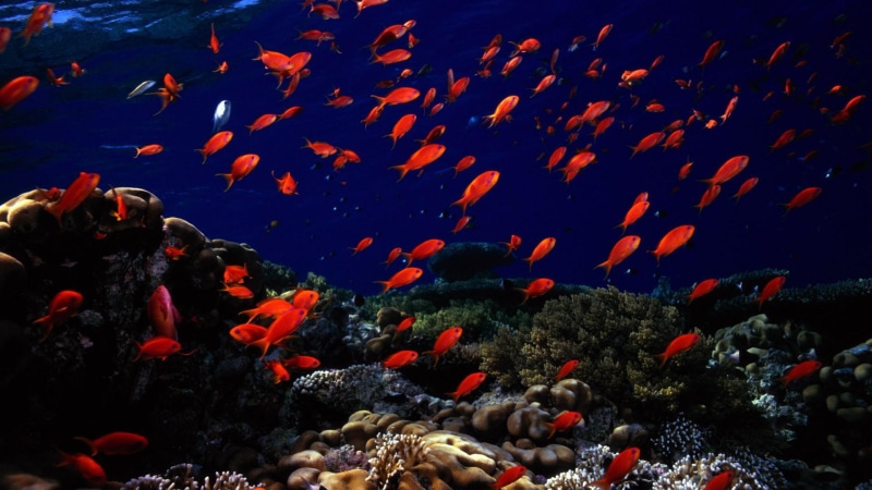 size, 1080P, fishes, animals, desktop, oceans, medium, seas, red, underwater