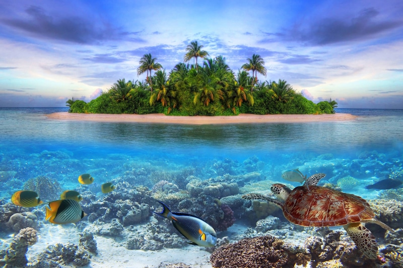 maldives, marine, ocean, island, 4K, sea, fish, life, underwater, tropical