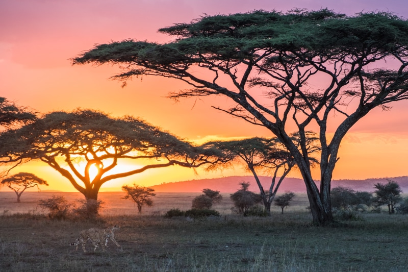 non-urban scene, environment, growth, wildlife, beauty in nature, kenya, tanzania, tranquil scene, grass, semi-arid, tree, serengeti, plant, landscape