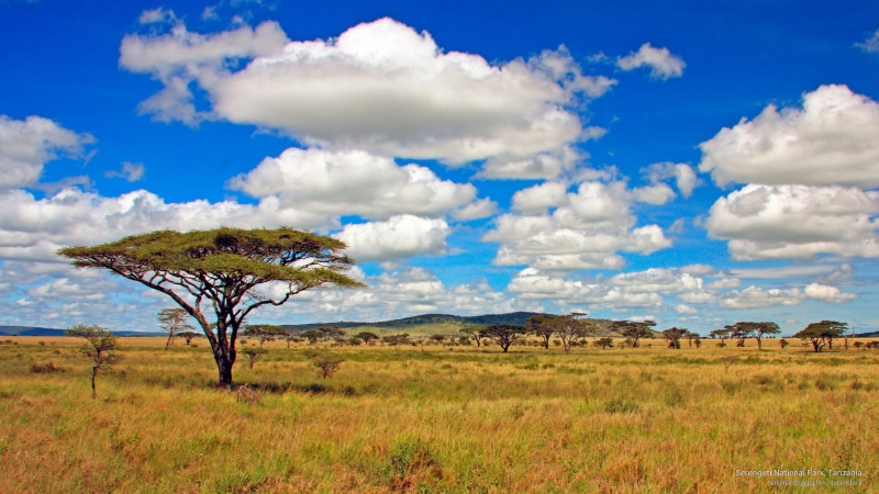 2K, national, Africa, serengeti, park, tanzania
