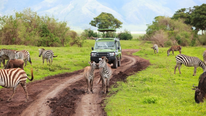 Zebra, Safari, 4K, Tanzania, Kenya
