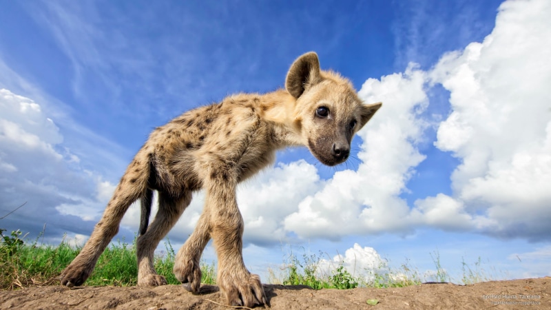Animals, spotted, tanzania, 2K, hyena