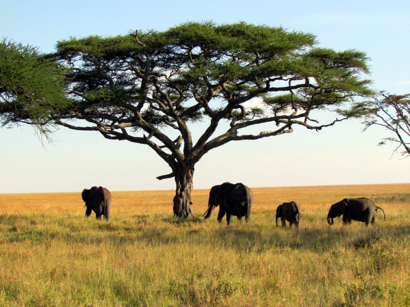 safari, wildlife Reserve, savannah, mammal, national Park, grass, Africa, plain, animal, green, green leaf, herd, Serengeti National Park, Elephants, park