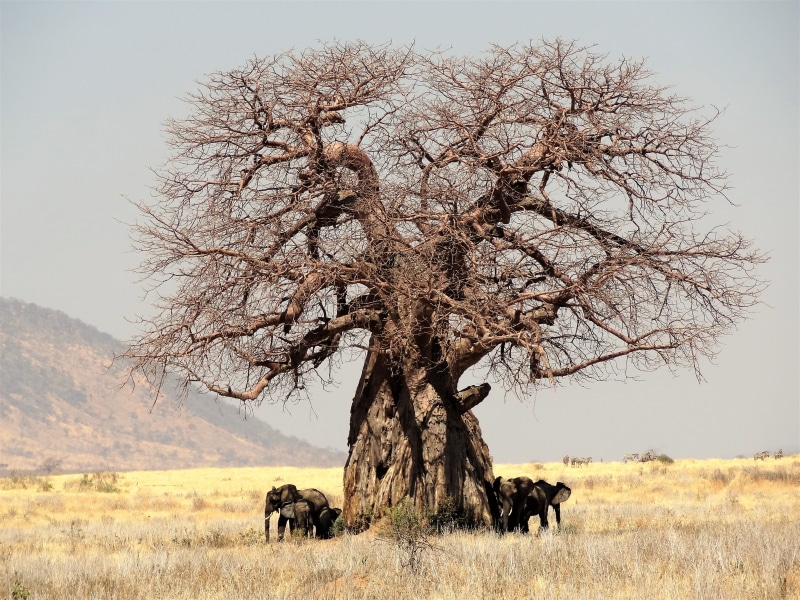 cloudy, plant, mammal, bare, animal, no people, sky, animal wildlife, landscape, daytime, day, group of animals, tree, climate, land, field, domestic animals