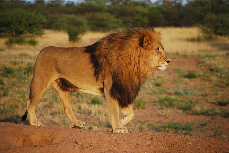 green, safari Animals, africa, photography, outdoors, brown, nature, land, predator, profile view, cat, no people, vertebrate, side view, kenya, lioness