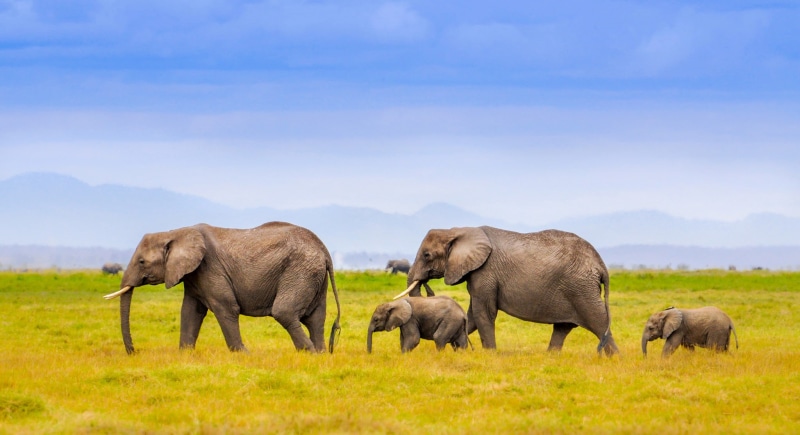 gray, endangered Species, national Park, sky, outdoors, animals In The Wild, mountains, side view, landscape, young Animal, wilderness Area, group of animals