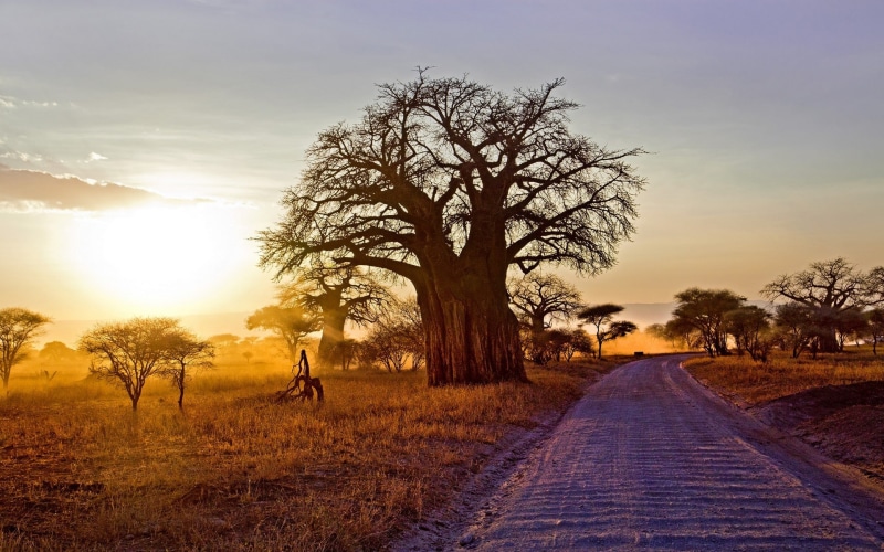 non-urban scene, tranquil scene, tranquility, dry grass, environment, the way forward, field, Africa, sun, dirt road, 1080P, scenics - nature, cloud - sky