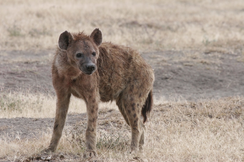 wildlife, animal, outdoors, animal wildlife, tanzania, africa, scavenger, travel destinations, nature, young animal, brown, predator, kenya, grass, looking at camera