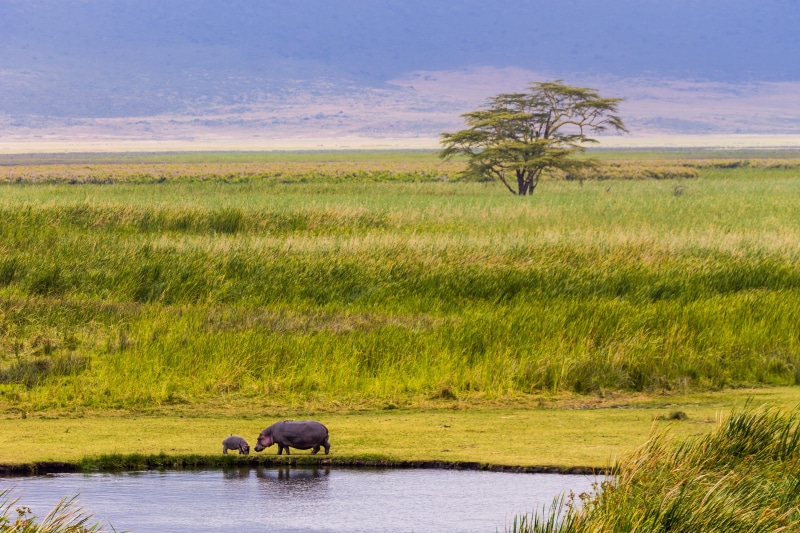 animal, landscape, wildlife, scenics - nature, lake, environment, beauty in nature, outdoors, animals in the wild, river, hippo, tanzania, animal themes
