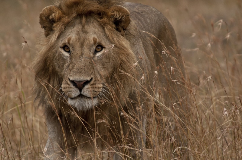 national Park, Panthera leo, savannah, masai Mara National Reserve, safari Animals, big Cat, undomesticated Cat, masai Mara, serengeti, Eyes, carnivore