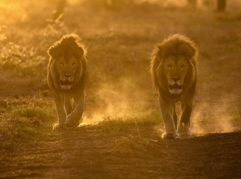 Travel, conservation, sunlight, Walking, feline, tourism, animal wildlife, full length, Trip, Species, Africa, Adventure, Scenery, Nature, no people, Road
