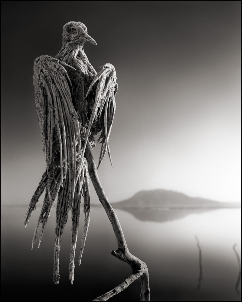 reflection, body part, animals in the wild, Lake Natron, landscape, copy space, lake, gray, one animal, birds, Tanzania, bird, creepy, dead, mountain, salt lakes