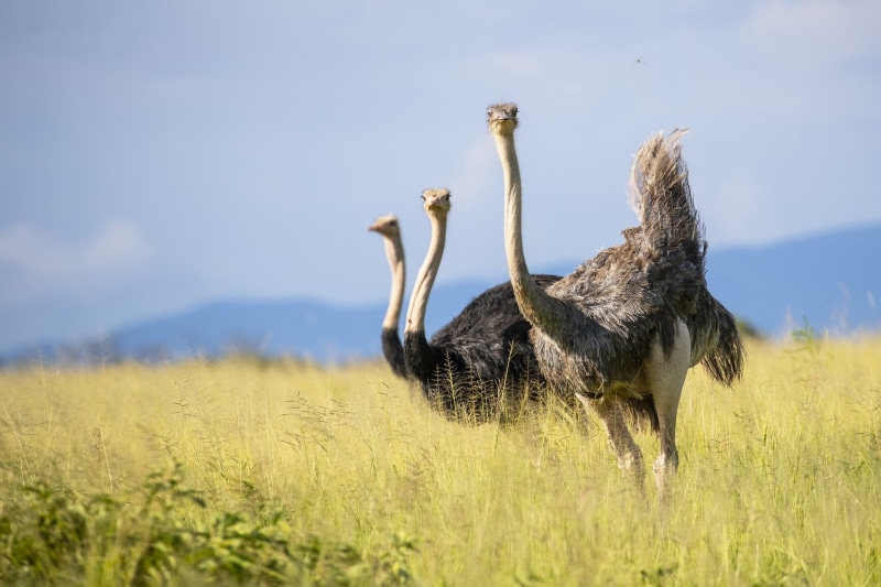 Tarangire Nation Park, 1080P, birds of africa, african ostrich, Tanzania
