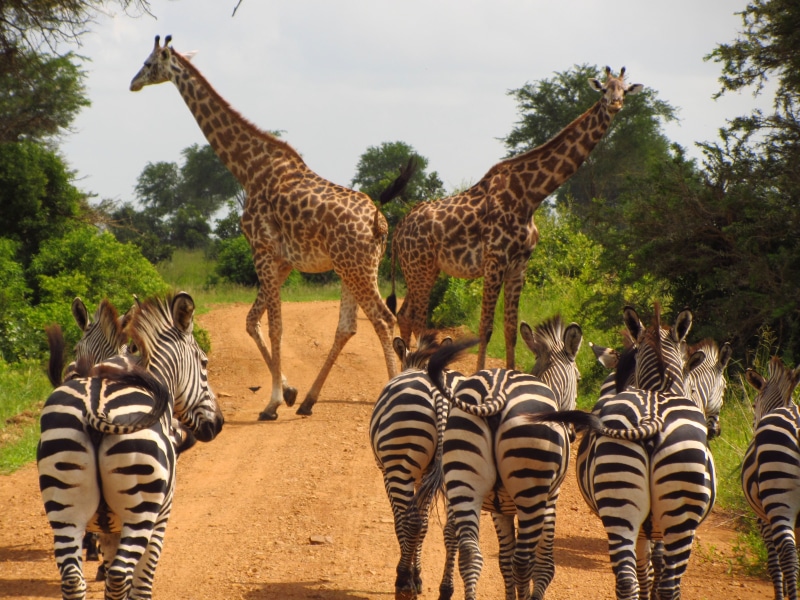 day, national, animals In The Wild, plain, outdoors, vertebrate, wild, mammal, plant, zebras, trees, park, field, group of animals, walking, east Africa