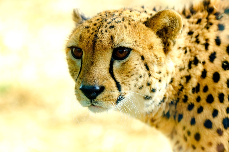 チ, safari, 8G, face, endangered Species, Spring, Nature  Park, ED, savannah, Yokohama, Big Cat, wildlife Reserve, 4K, Cheetah, Mammal, safari Animals