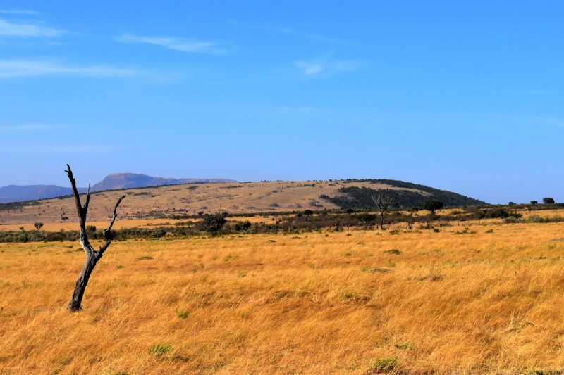 Tanzania, Savannah, tranquil scene, plant, environment, 4K, remote, mountain, outdoors, non-urban scene, sky, Grassland, scenics - nature, Africa, blue