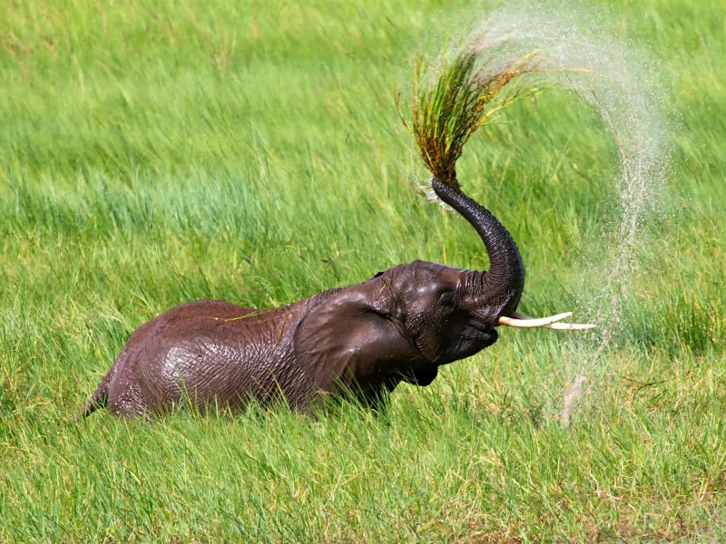 Shower, Africa, Elephant, Tanzania, Grass, 1080P