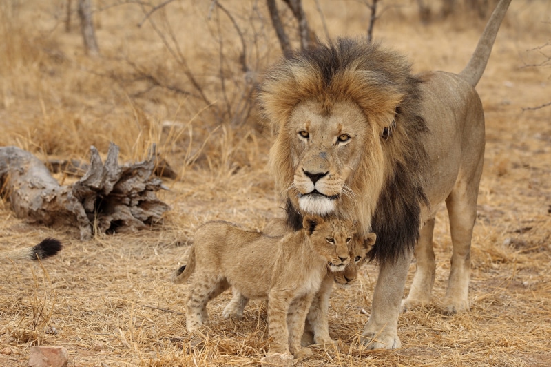 tanzania, animals And Pets, carnivora, carnivore, wild Animals, cat, lion - Feline, safari, undomesticated Cat, hunting, plain, wilderness Area, predators