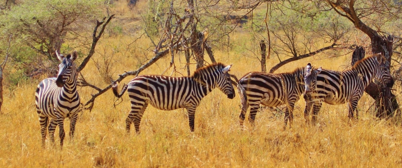 kenya, safari Animals, wildlife, steppe, animals In The Wild, no people, herd, tanzania, zebras, animal, plant, field, group Of Animals, grazing, cute