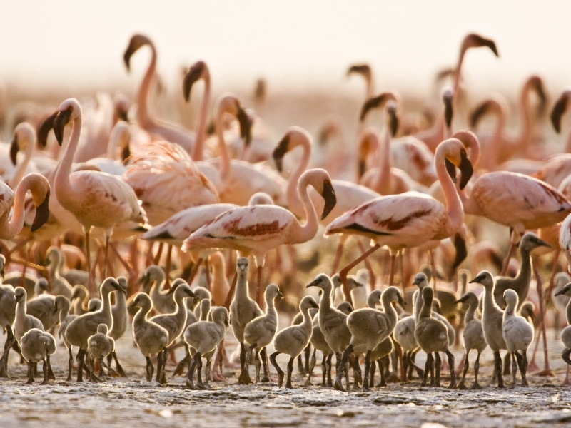 hd, BIRDS, tanzania, x, art, baby, animals, 720P, flamingos