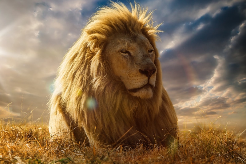 tanzania, 1080P, beauty In Nature, savannah, animal themes, large, feline, plain, vertebrate, grass, masai Mara National Reserve, east Africa, sky, safari