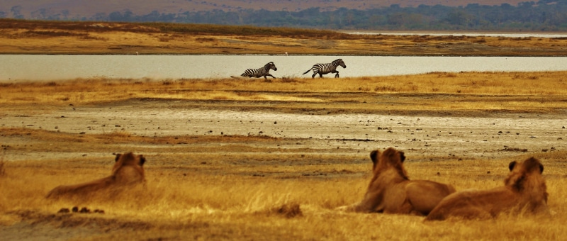 pack, zebra, carnivore, serengeti, wildlife, group of animals, animal wildlife, lion, predator, baby zebra, environment, 4K, ready to pounce, no people