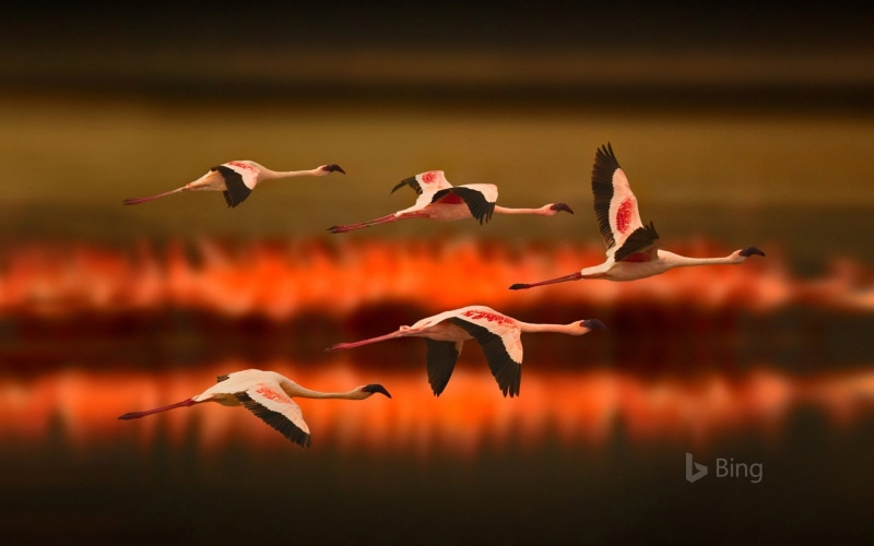 animals in the wild, lake, animal, lesser, spread wings, flock of birds, travel destinations, bing, nature, flying, freshwater bird, flamingos, animal wildlife