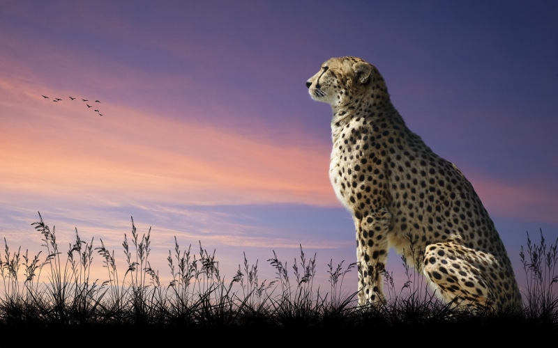 safari Animals, east Africa, scenics, masai Mara, cheetah, sit, beauty In Nature, feline, sunset, cat, steppe, no People, wilderness Area, nature, serengeti National Park