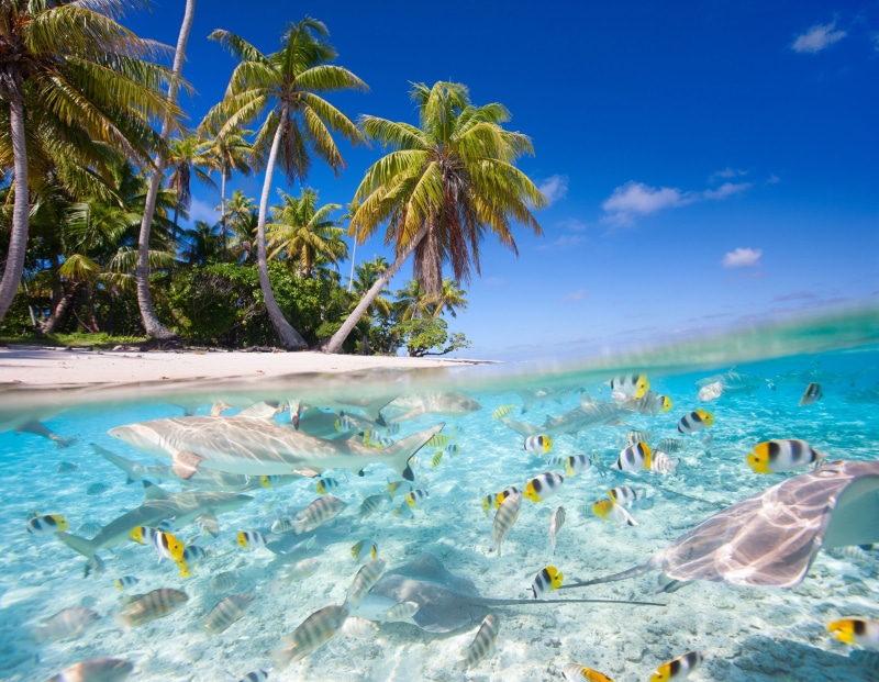 fishes, ocean, underwater, fish, Reef, tropical, sea, Beah, 4K