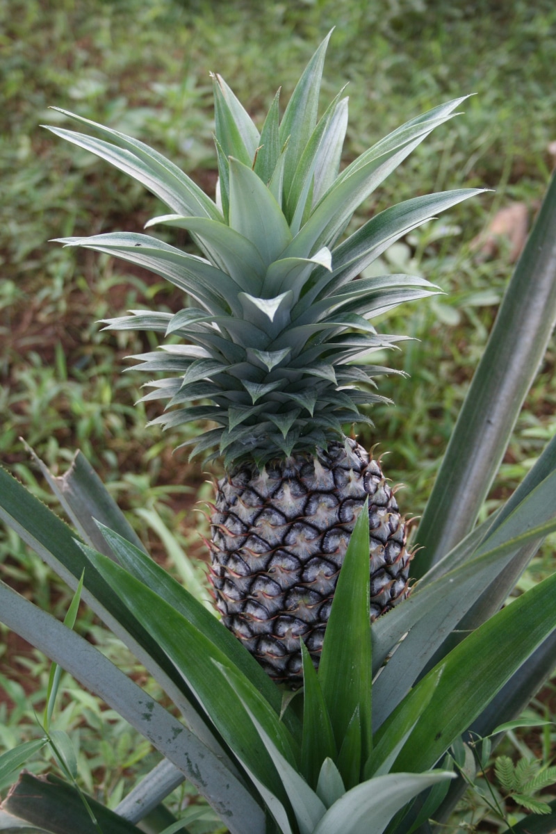 beauty in nature, nature, tropical fruit, green color, 4K, pineapple, ripe, day, close-up, fruit, food and drink, plant, land, healthy eating, plantation