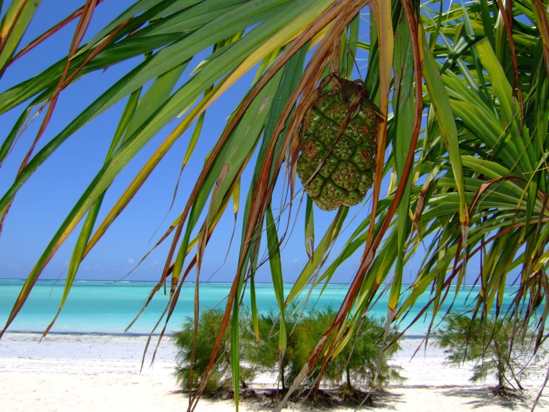 paradise, green color, tree, sky, land, palm trees, day, no people, horizon over water, sea, africa, sunlight, plant, palm leaf, outdoors, growth, tropical climate