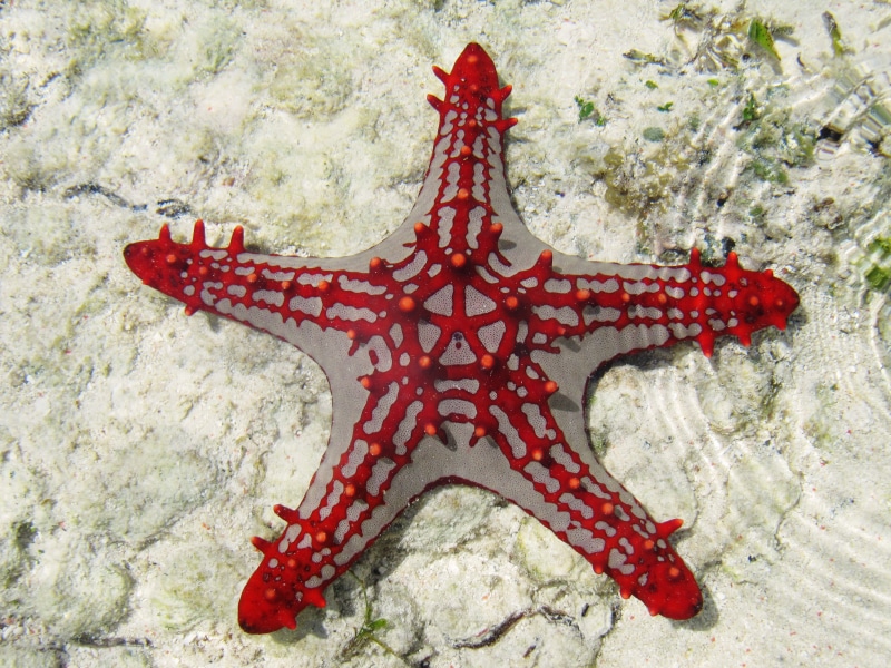 tourism, Zanzibar, Worlds best diving sites, star fish, 4K, Africa, Sea Star, sealife, fish, diving, underwater