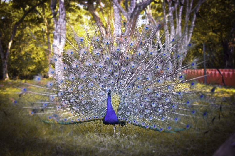 vertebrate, 5K, animal, animal wildlife, animals in the wild, outdoors, day, nature, plant, bird, feather, peacock feather, no people, one animal, peacock