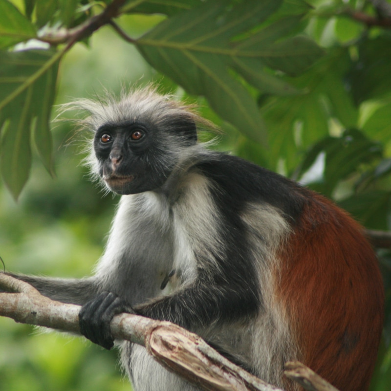 plant, primate, day, close-up, animals in the wild, focus on foreground, no people, monkey, 2K, nature, tanzania, tree, looking, sitting, outdoors, branch