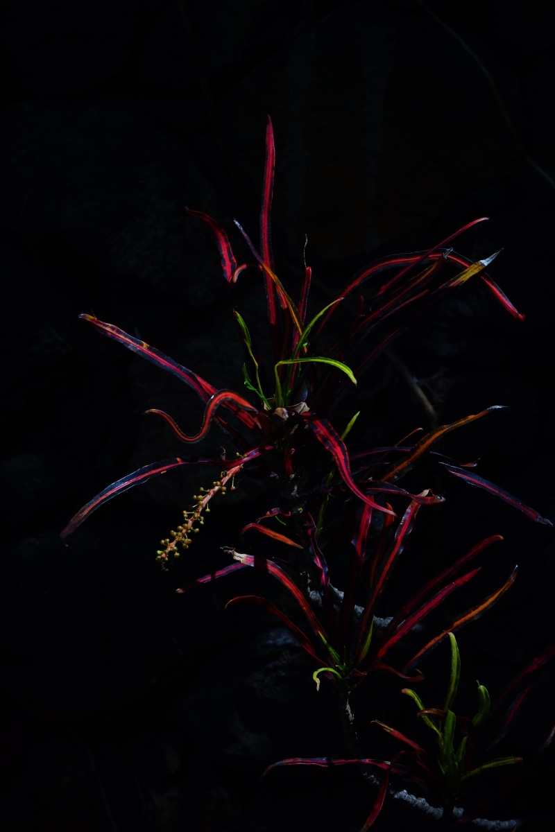 green, plant stem, studio shot, indoors, spurge family, plant part, fragility, 5K, zanzibar croton, food and drink, codiaeum, wonderful shrub, codiaeum variegatum