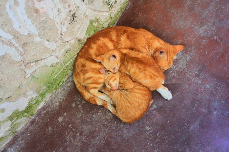 sleep, sleeping, no people, animal, cats, animals, whisker, mammal, brown, day, animal themes, rest, domestic animals, domestic, relaxation, domestic cat