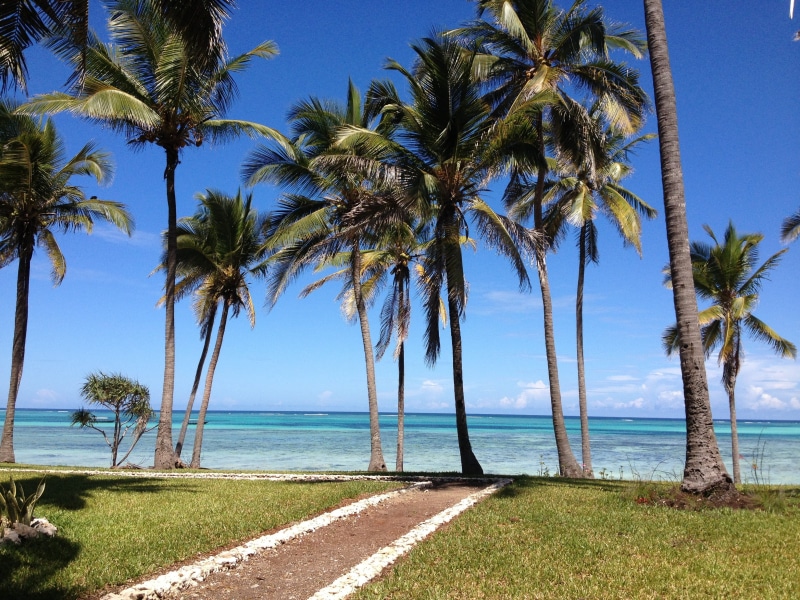 tree, scenics - nature, sky, zanzibar, land, coconut palm tree, horizon, 2K, outdoors, water, tranquil scene, palms, sunlight, beauty in nature, day, tanzania