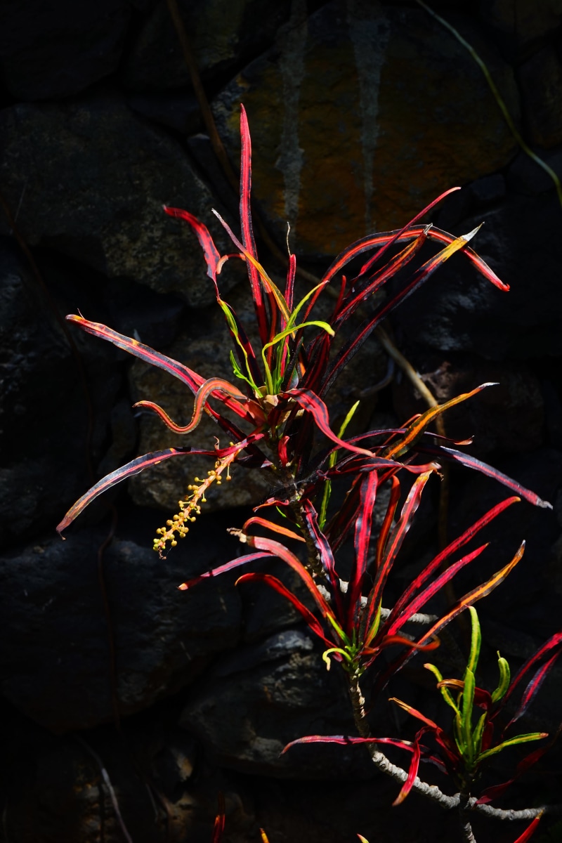 vulnerability, growth, slim, fragility, euphorbiaceae, plant part, long, leaf, high angle view, codiaeum, rock, beauty in nature, croton, nature, red, zanzibar croton