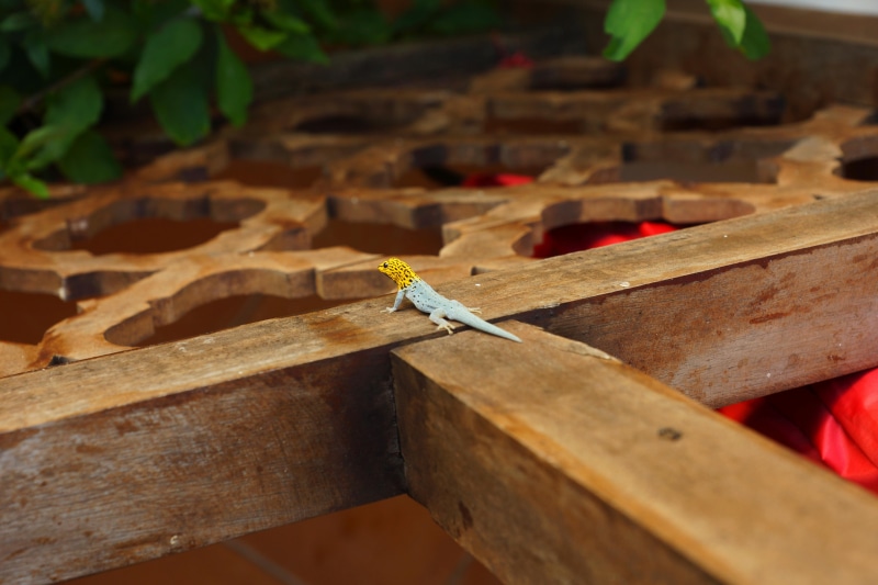 animal wildlife, 5K, insect, nature, animal wing, wildlife, wild animal, one animal, selective focus, yellow, green, invertebrate, industry, wood - material